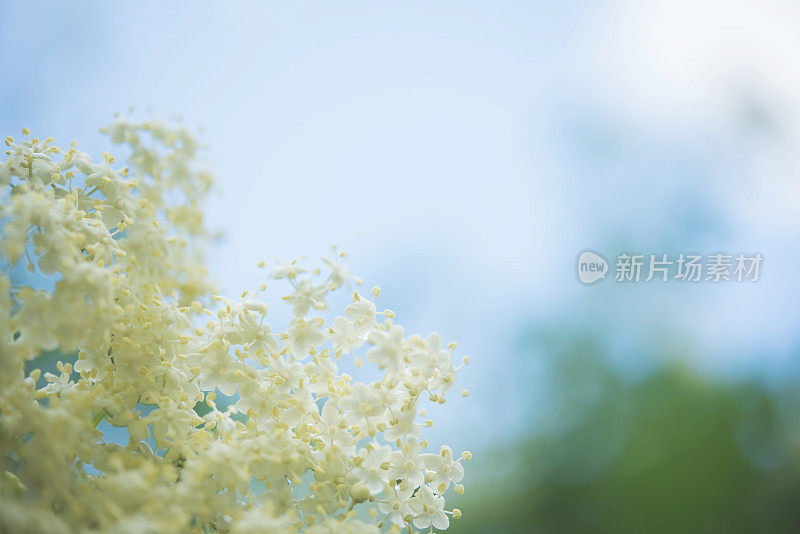 接骨木(Sambucus nigra)花